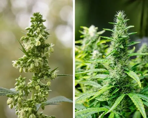 male cannabis plant compared to female