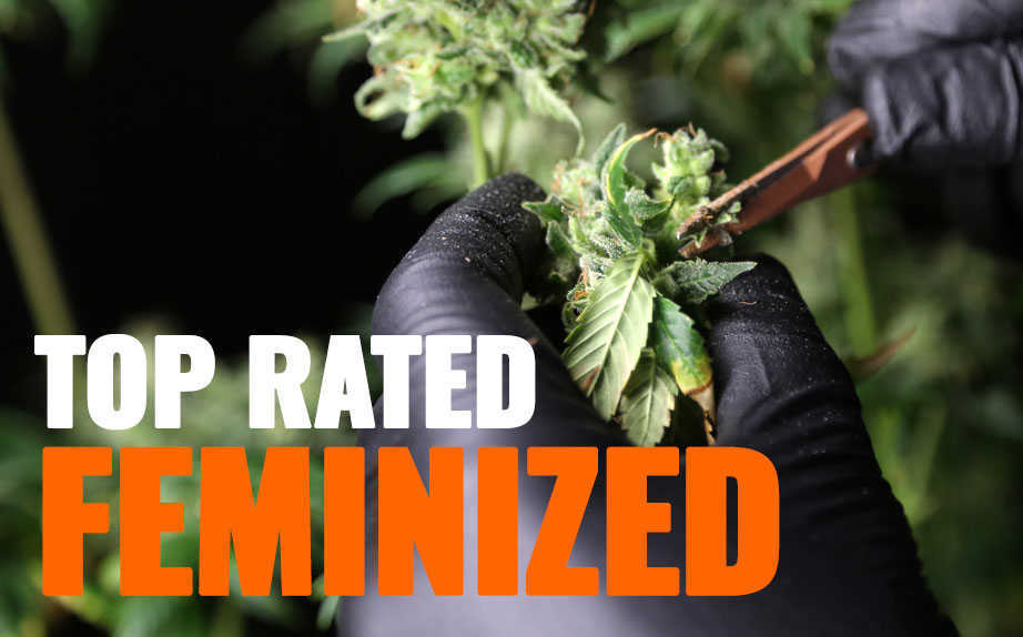 best marijuana strains seeds