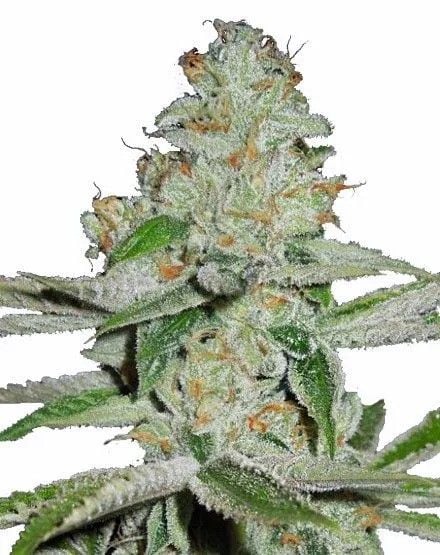 Amnesia Haze Autoflower