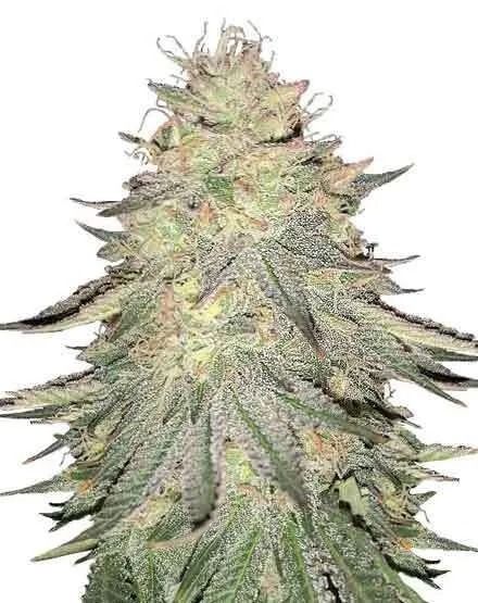 Do Si Dos Feminized