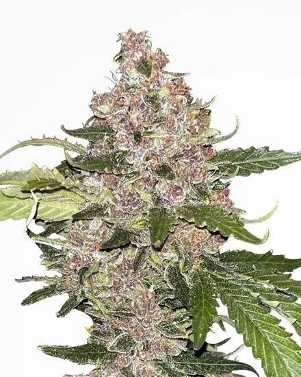 Forbidden Fruit Autoflower