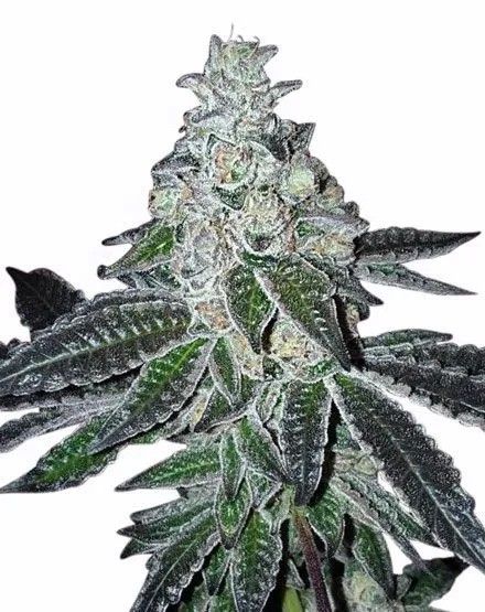 Gelato Feminized