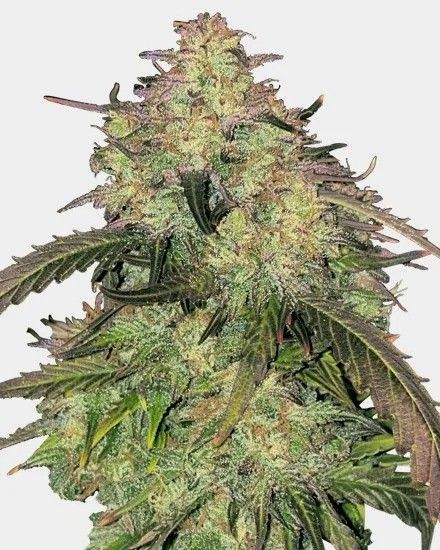 Humboldt Feminized