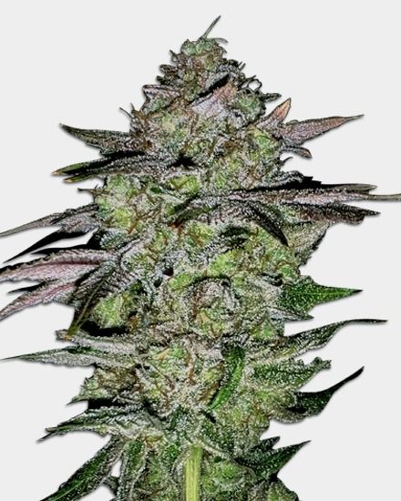 Lemon Tree Feminized