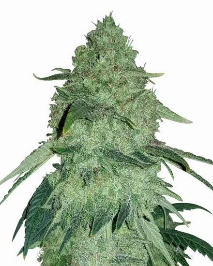 Permanent Marker Autoflower