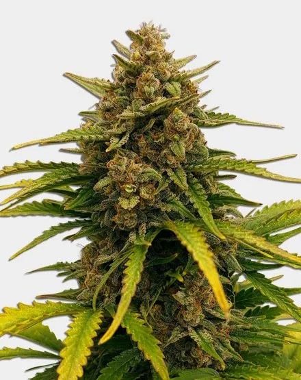 Super Boof Feminized