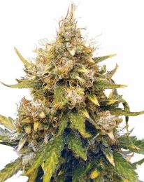 Acapulco Gold Autoflower Marijuana Seeds