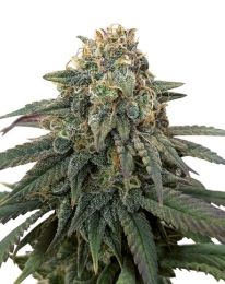 ACDC Feminized Seeds