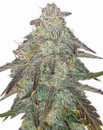 Apple Fritters Feminized Cannabis Seeds