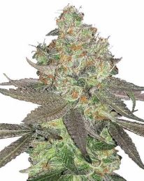 Apple Fritter Marijuana Feminized Seeds