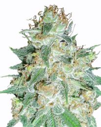 Aurora Indica marijuana seeds