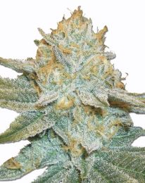 Auto Ak47 Feminized seeds