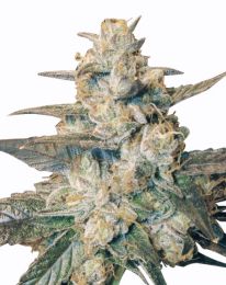 Auto Berry Feminized seeds