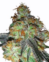 Auto Bluetooth Feminized seeds