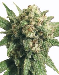 Auto White Cheese Feminized  Marijuana seeds