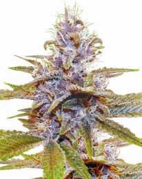 Auto Blue Dream Feminized seeds