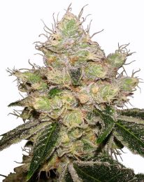 Auto Caramelicious Feminized seeds