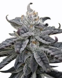 Auto GDP Feminized  seeds