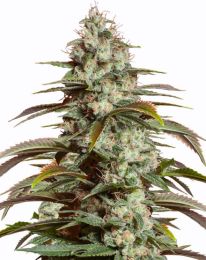 Auto Girl Scout Cookies marijuana seeds