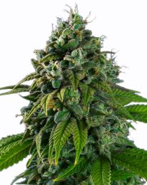 Banana Kush Marijuana Seeds