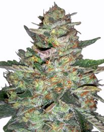 Big Bud Auto Feminized seeds