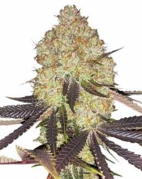 Biscotti Marijuana Feminized Seeds