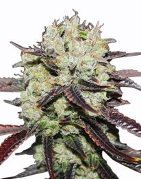 Black Domino Feminized seeds