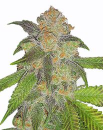 Blue Cinderella Fast Flowering Marijuana