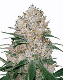Blue OG Feminized Marijuana seeds