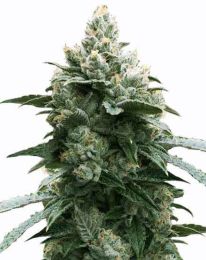 Bruce Banner Autoflower Marijuana Seeds