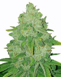 Bruce Banner Fast Flowering Marijuana