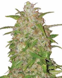 Bruce Banner Regular Marijuana Seeds