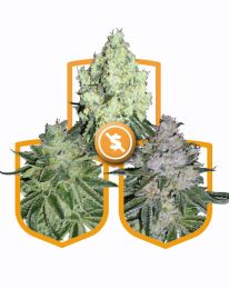 Budget Feminized Marijuana Seeds