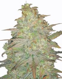 Cereal Milk Feminized Cannabis Seeds