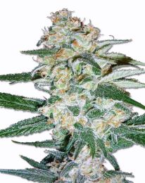 Cheese Cake Feminized Marijuana Seeds