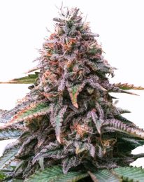 Cherry Pie Auto Cannabis Seeds