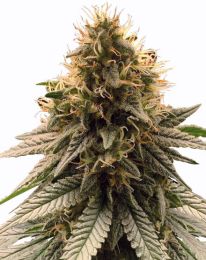 Cherry Pie Feminized cannabis Seeds