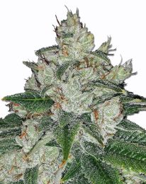 Chronic Bud Marijuana Seeds