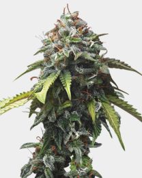 Colombian Gold Feminized Seeds