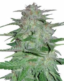 Cookies and cream Autoflower Seeds