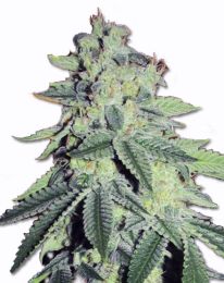 Critical Thunder Auto Feminized  seeds