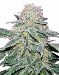 Crystal Marijuana seeds