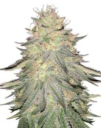 Do-Si-Do Feminized Seeds