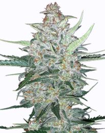 Do si dos Autoflower Feminized Marijuana Seeds