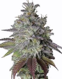 Do si dos Regular Cannabis Seeds