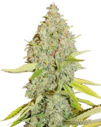 Durban Poison Autoflower Cannabis Seeds