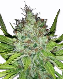 Easy Sativa Feminized  seeds