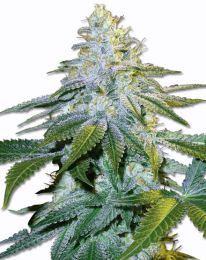 Euphoria Feminized Marijuana Seeds