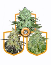 Best Flavoured Marijuana strain pack