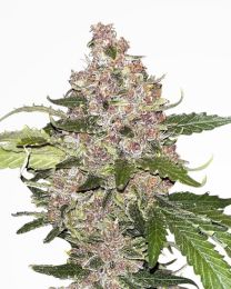 Forbidden Fruit Autoflower Cannabis Seeds